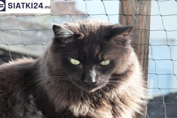 Siatki Tarnobrzeg - Zabezpieczenie balkonu siatką - Kocia siatka - bezpieczny kot dla terenów Tarnobrzegu